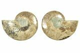 Cut & Polished, Agatized Ammonite Fossil - Madagascar #263290-1